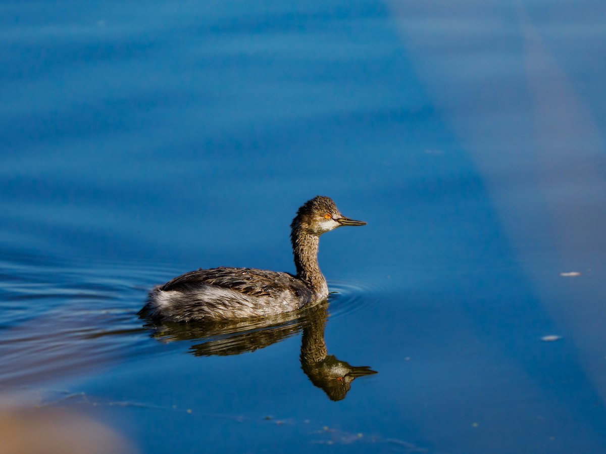 Eared Grebe - ML643336419