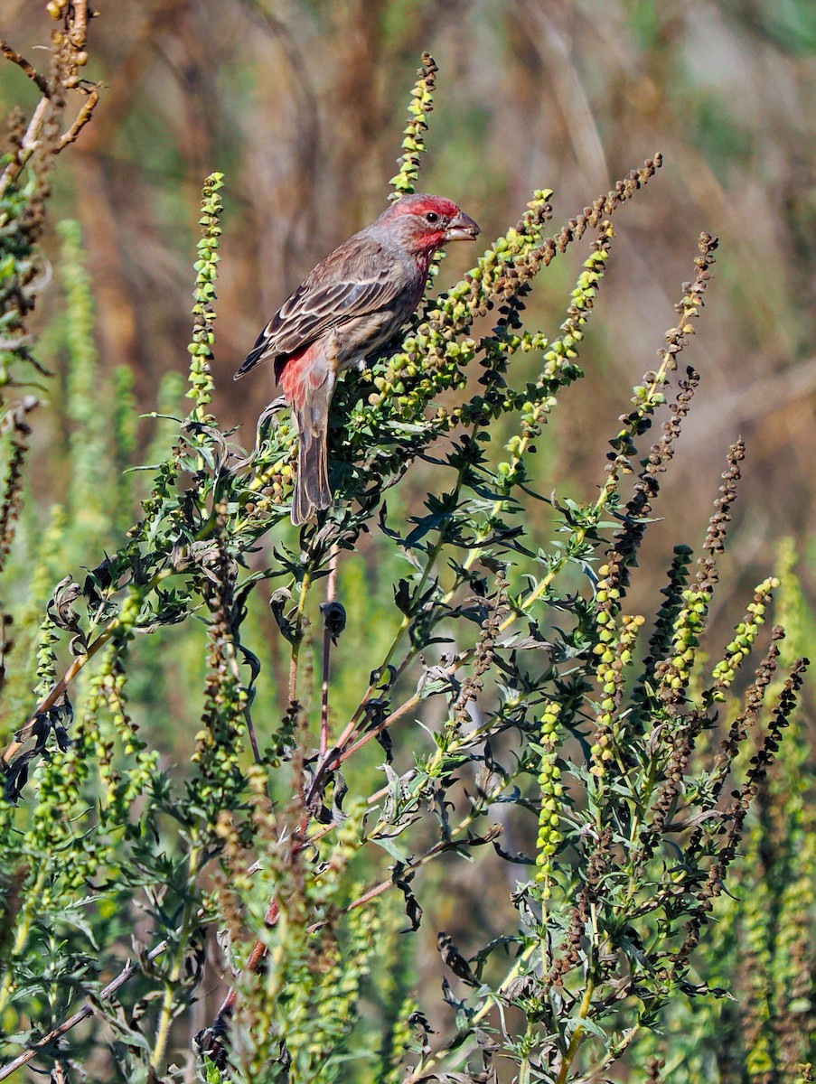 House Finch - ML643336424