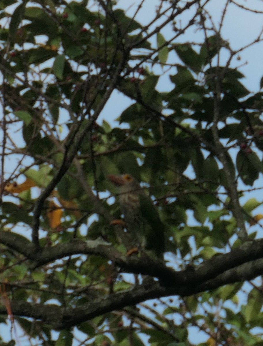 Lineated Barbet - ML643336432