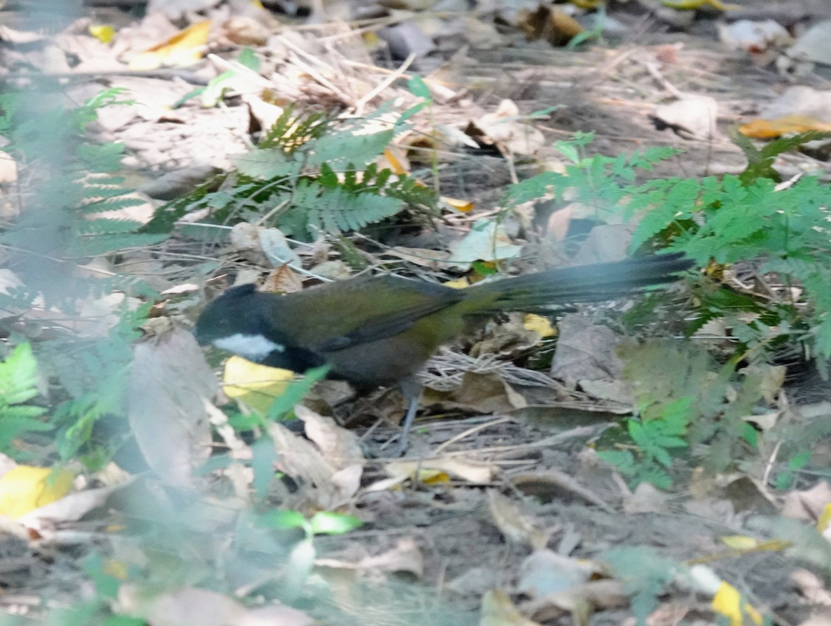 Eastern Whipbird - ML643336437