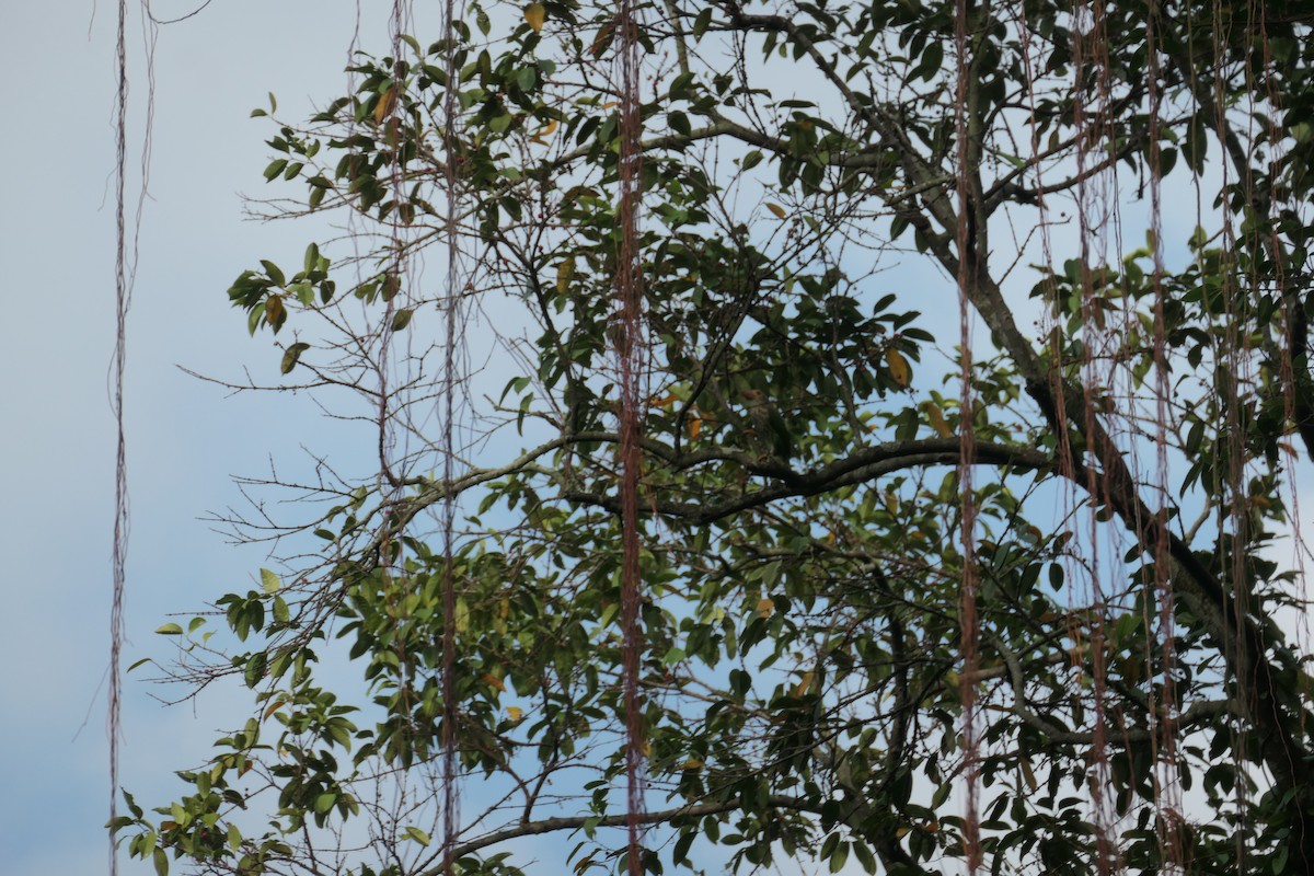 Lineated Barbet - ML643336439