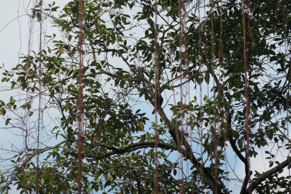 Lineated Barbet - ML643336440