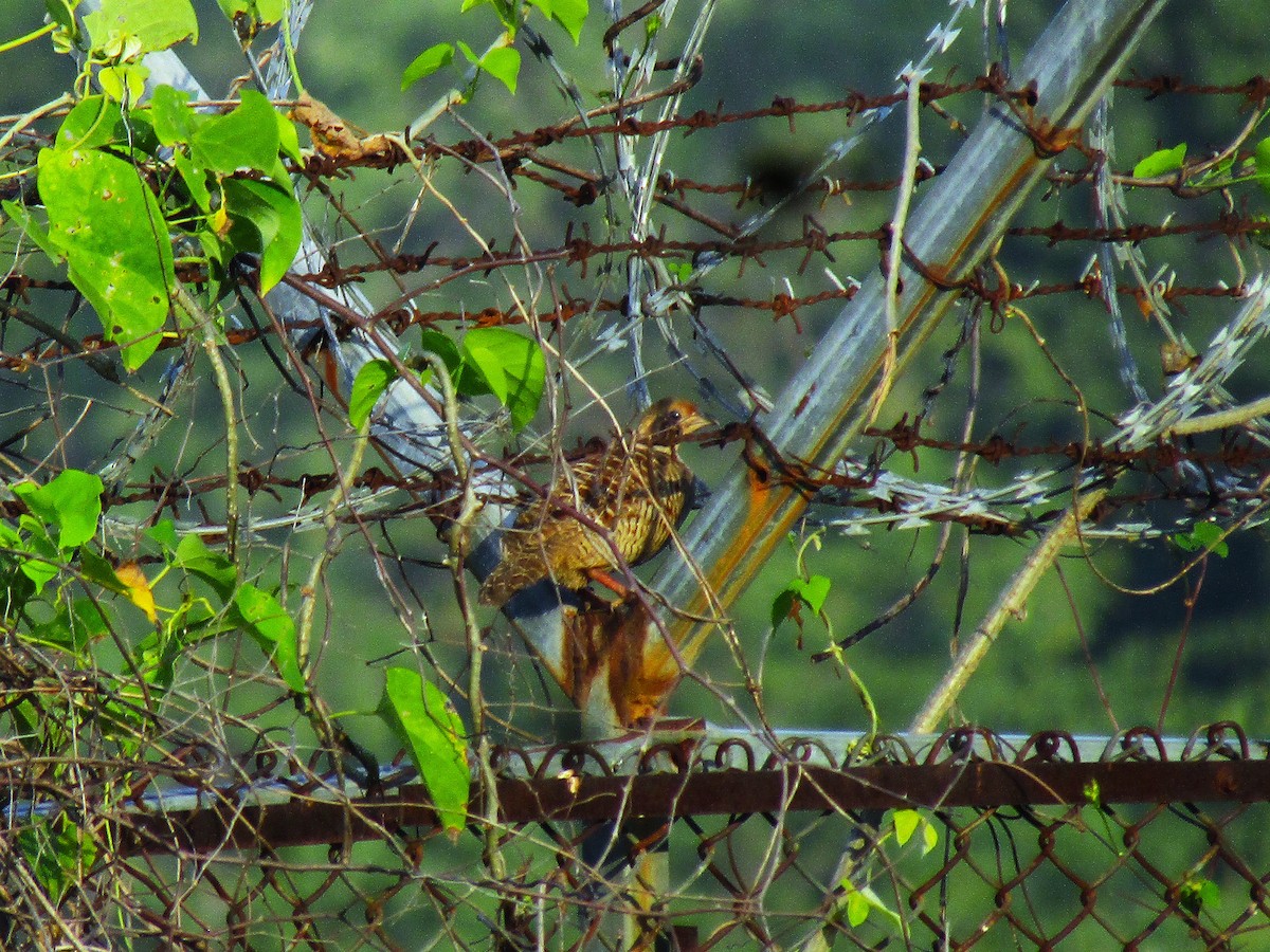 Gray Francolin - ML643336461