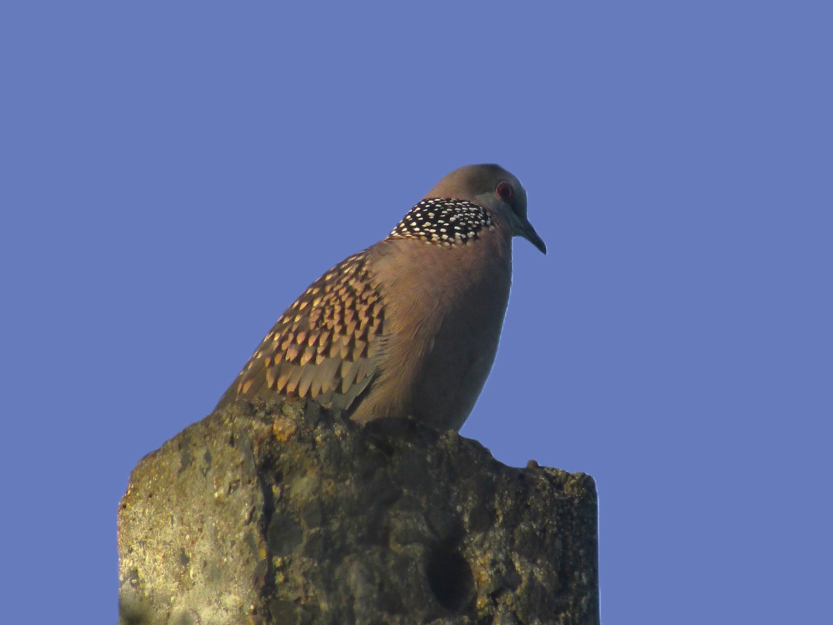 Spotted Dove - ML643336462