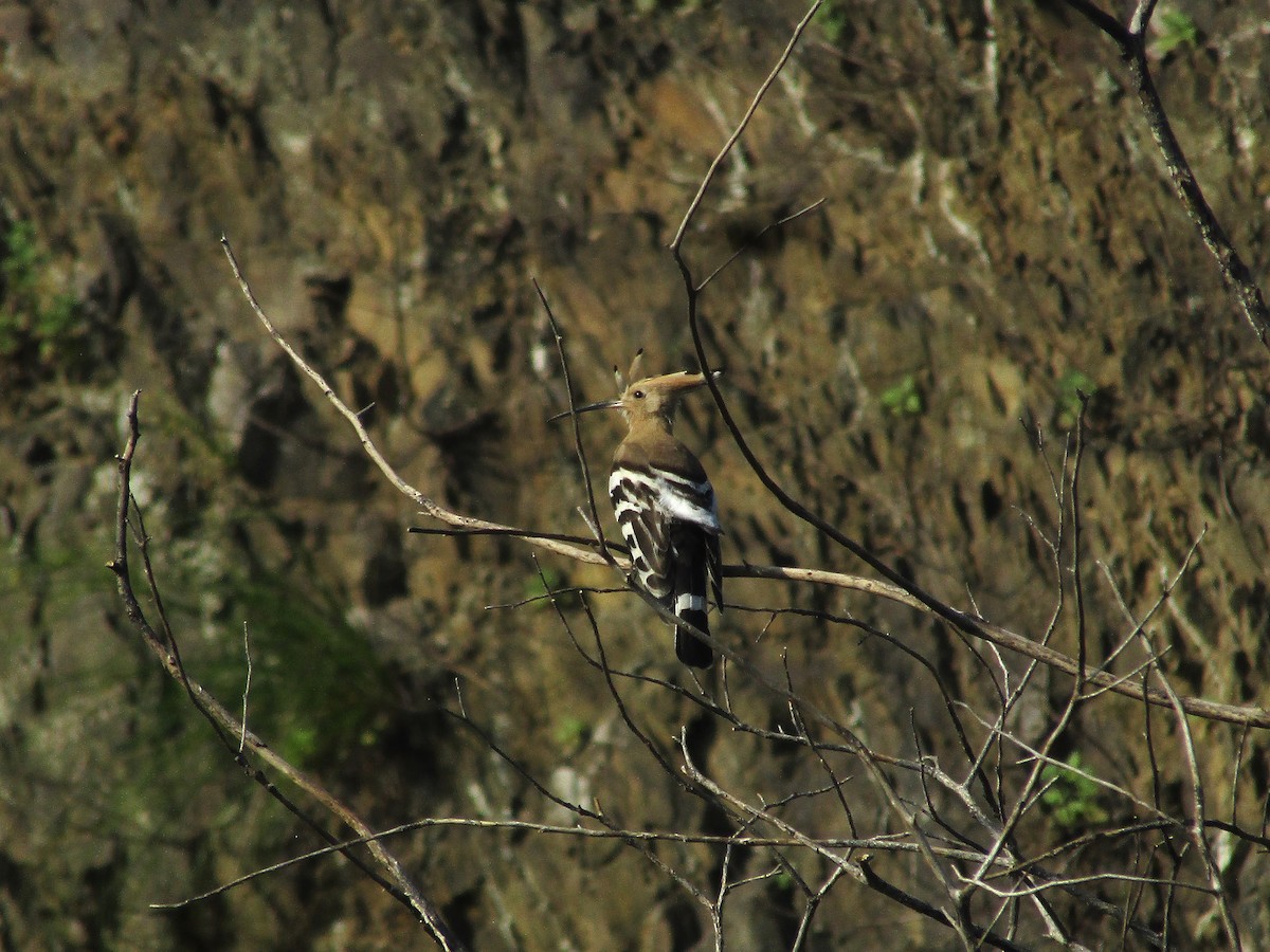 Common Hoopoe - ML643336468