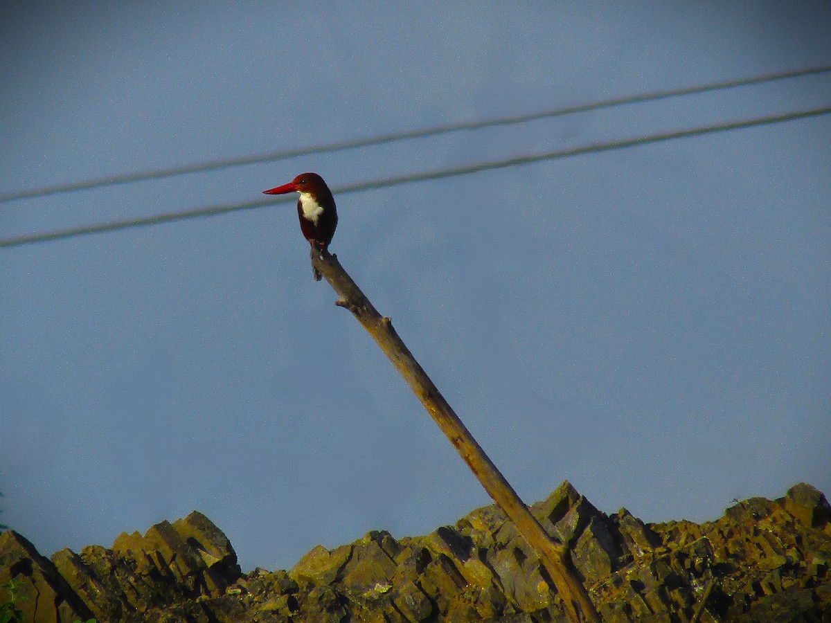White-throated Kingfisher - ML643336473