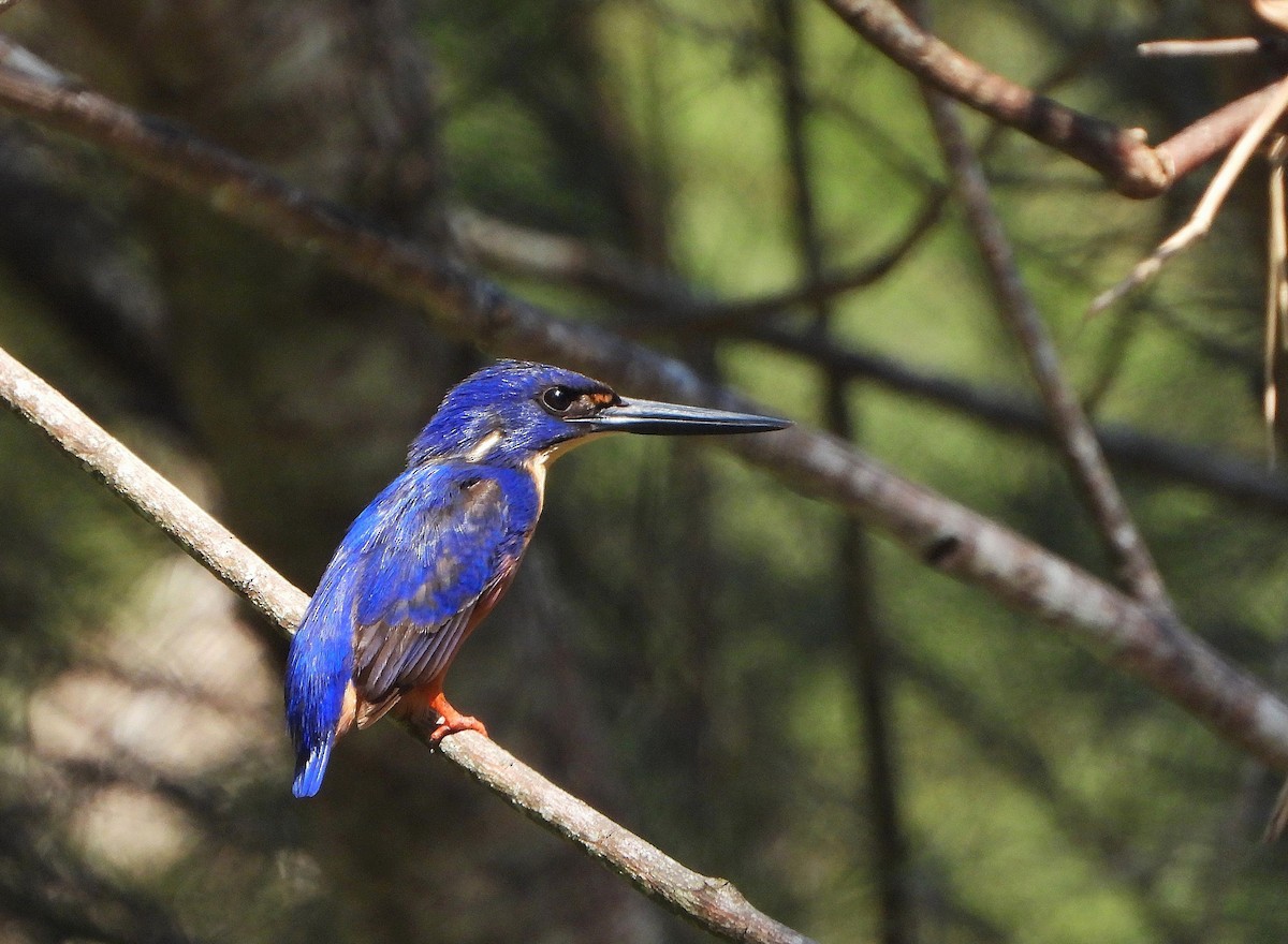 ルリミツユビカワセミ - ML643336475