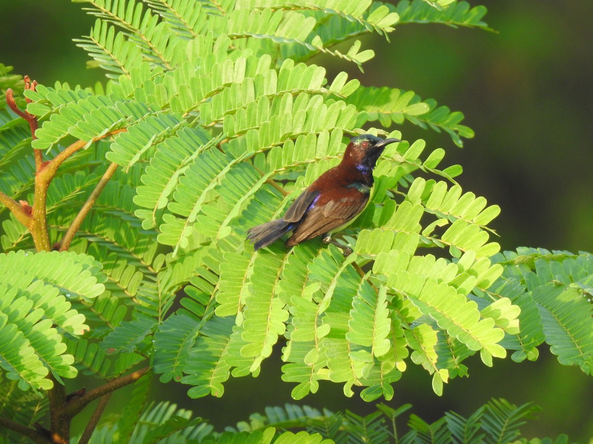 Purple-rumped Sunbird - ML643336476