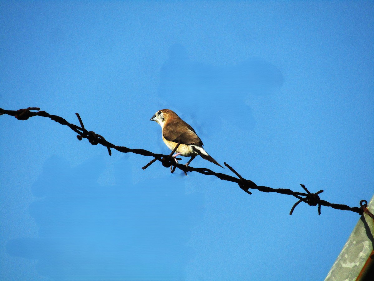 Indian Silverbill - ML643336486