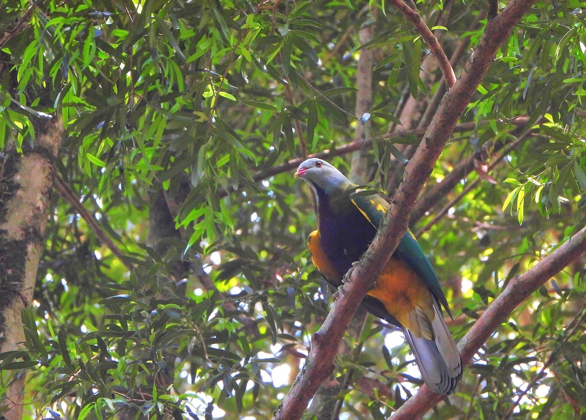 Wompoo Fruit-Dove - ML643336493