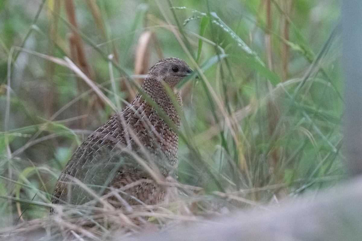 Brown Quail - ML643336501