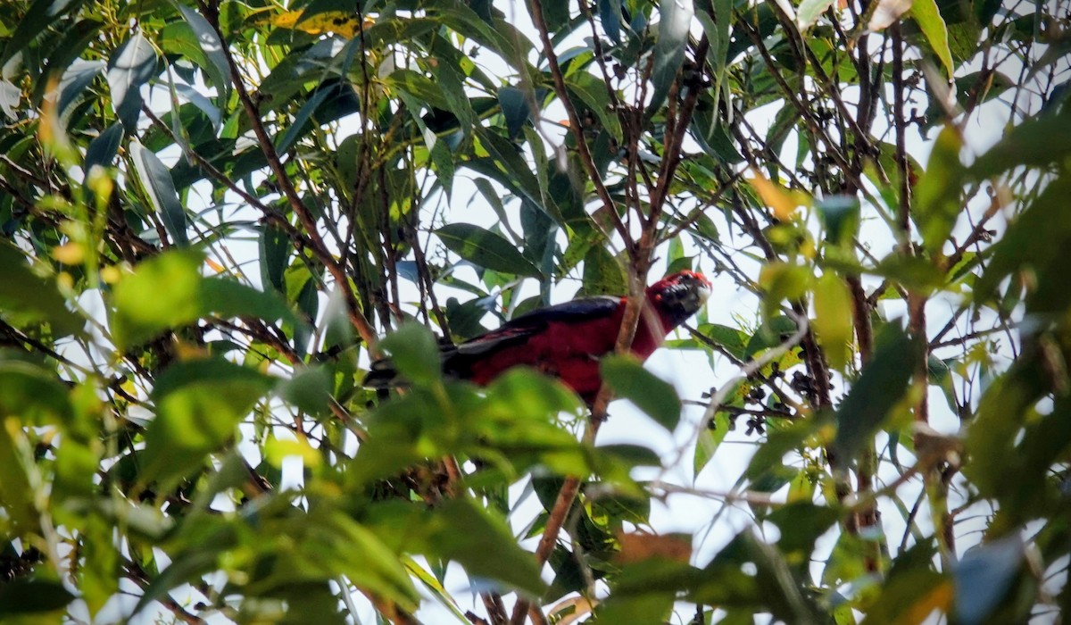 Rosella cremisi - ML643336511