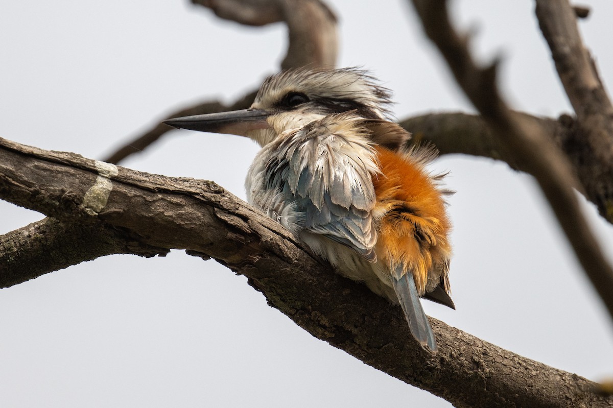 Red-backed Kingfisher - ML643336515