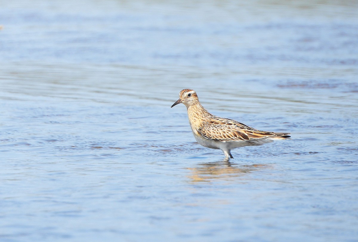 Sharp-tailed Sandpiper - ML643336535