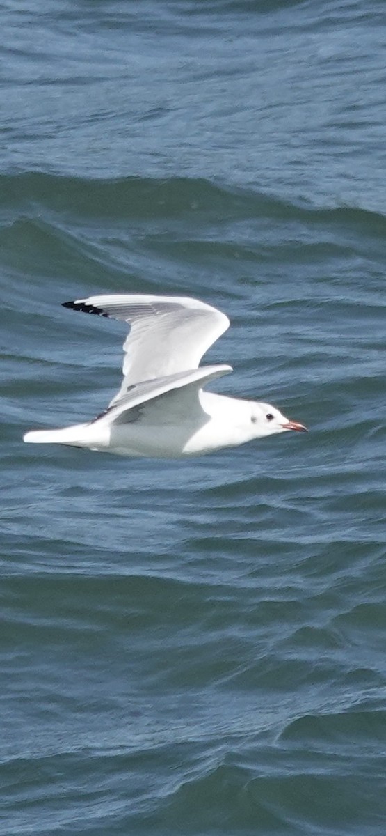 Black-headed Gull - ML643336558