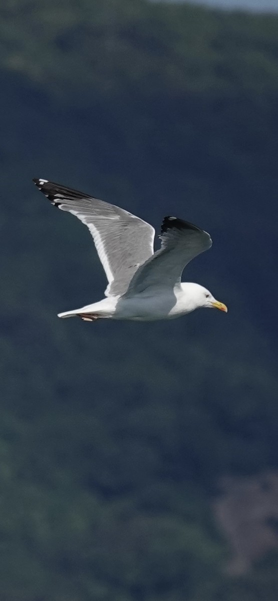 Vega Gull - ML643336568