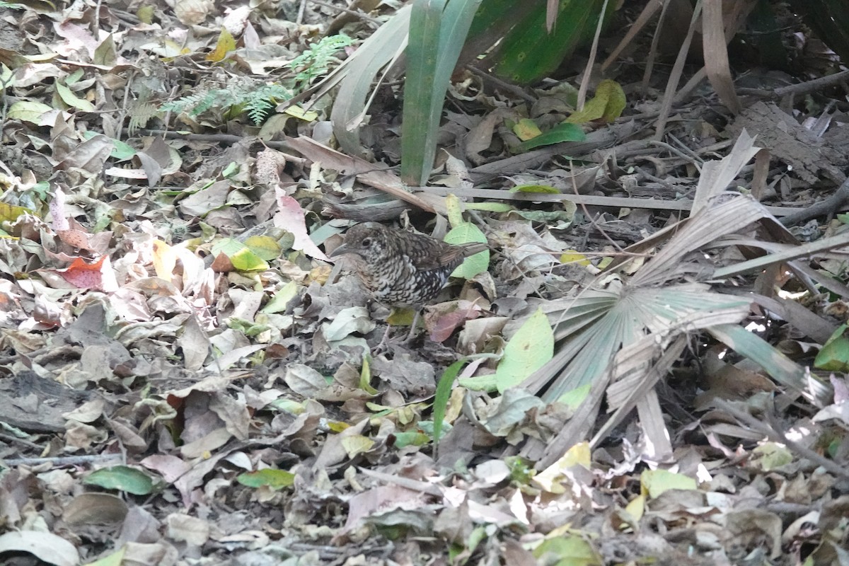 Bassian Thrush - ML643336570