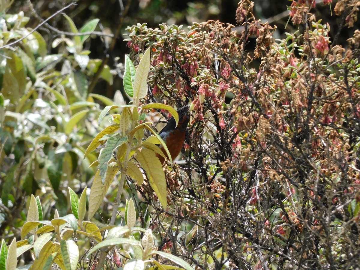 Black-throated Flowerpiercer - ML643336574