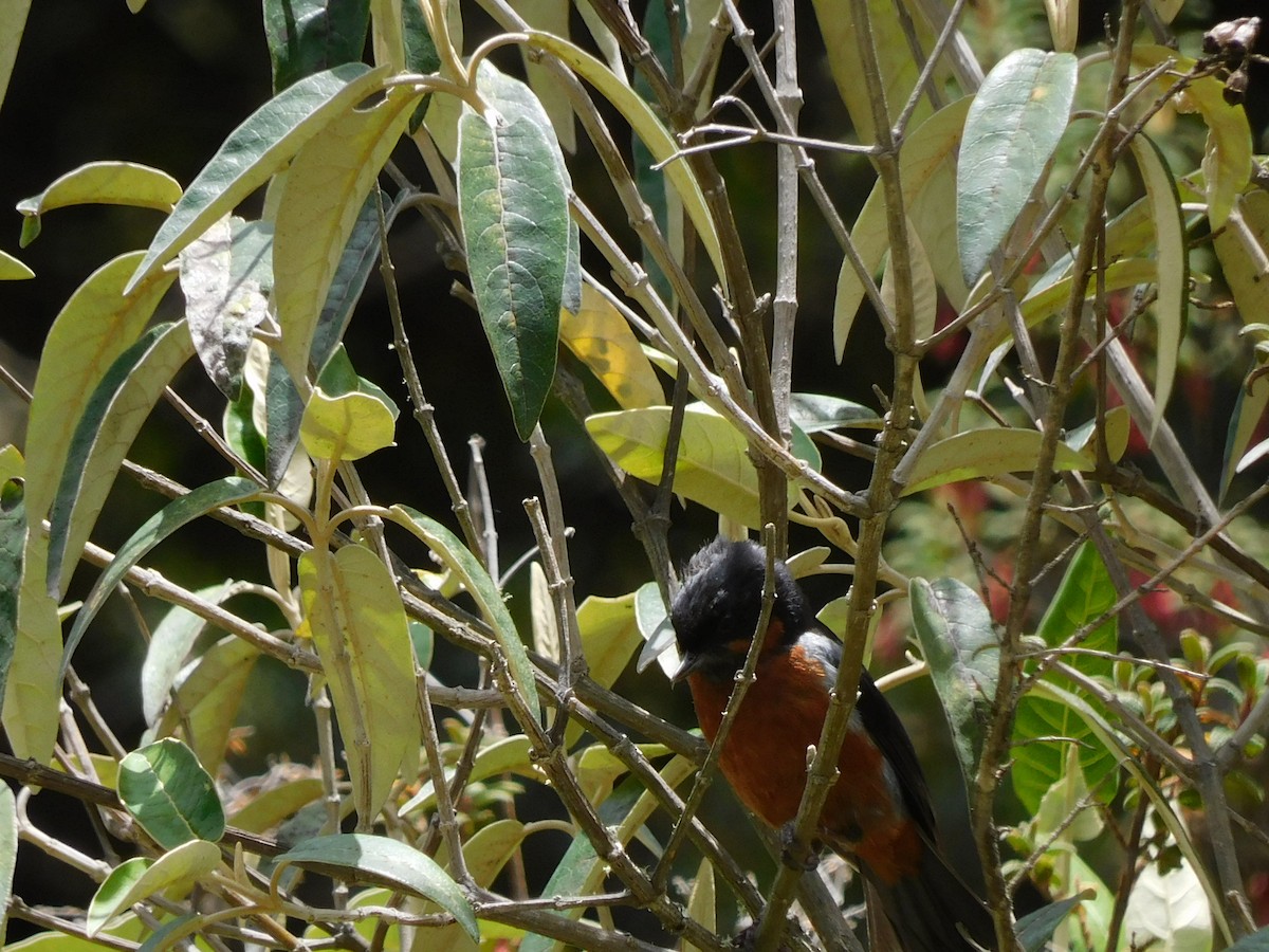 Black-throated Flowerpiercer - ML643336575