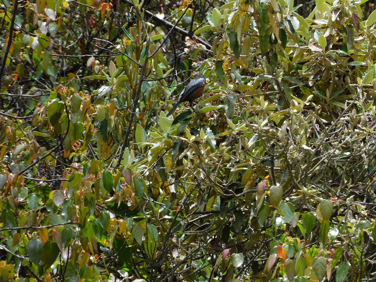Black-throated Flowerpiercer - ML643336576