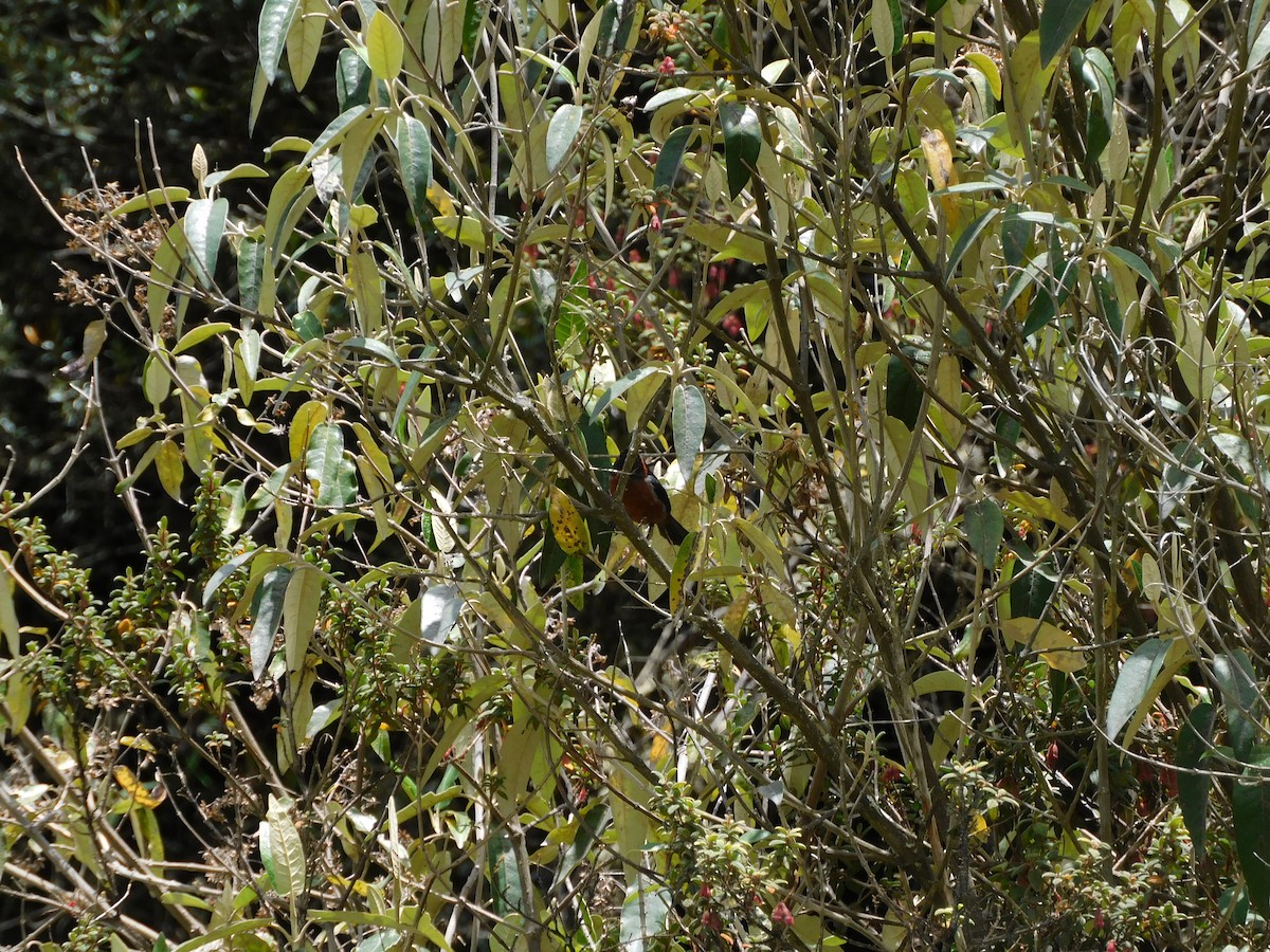 Black-throated Flowerpiercer - ML643336577
