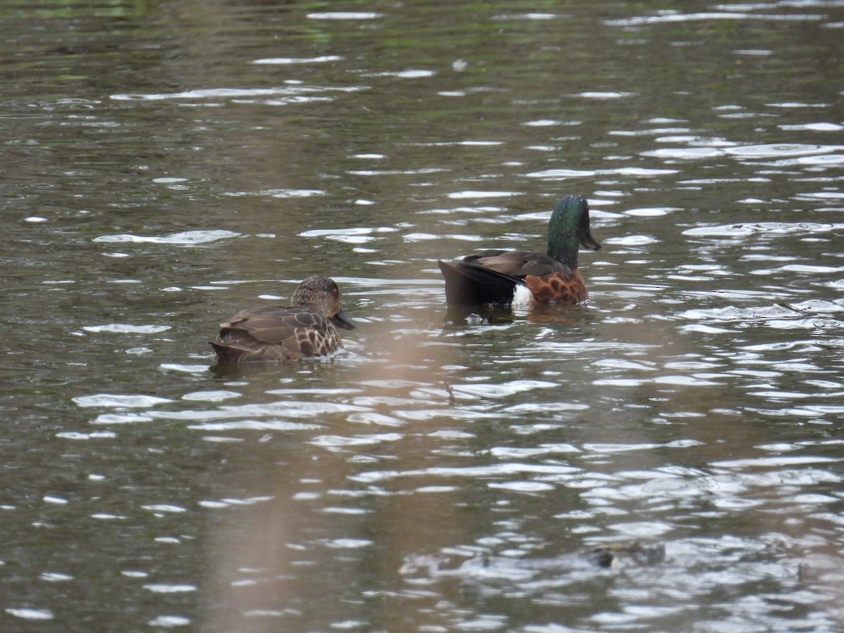 Chestnut Teal - ML643336592