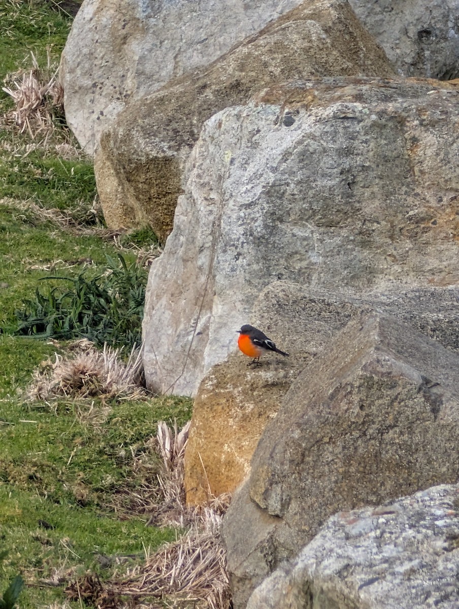 Flame Robin - ML643336616