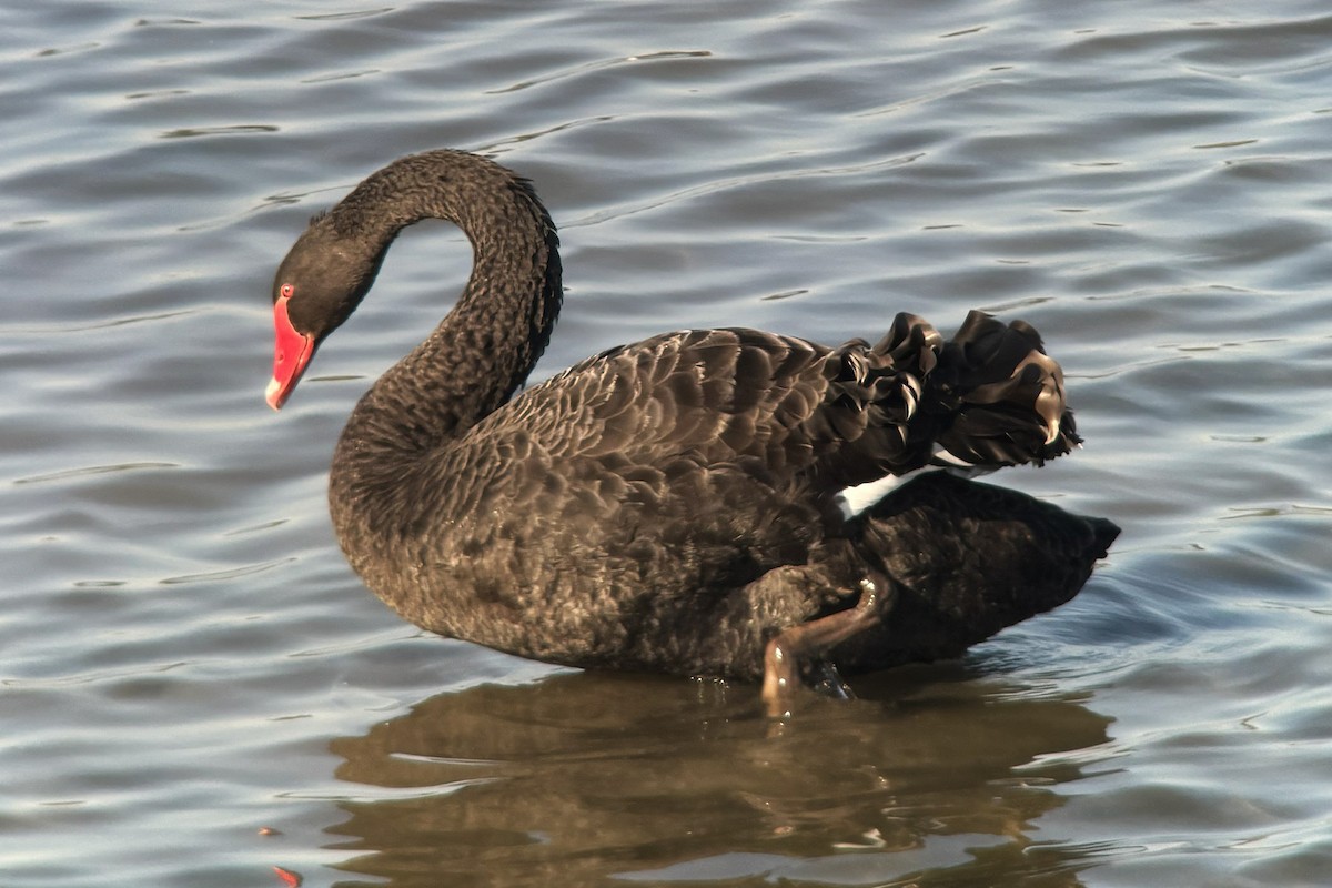 Black Swan - ML643336620