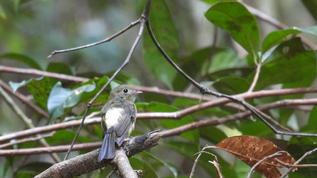 Whiskered Flycatcher (Whiskered) - ML643336634