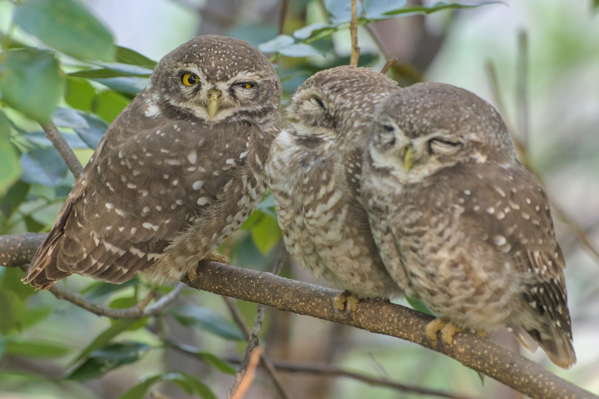 Spotted Owlet - ML643336637