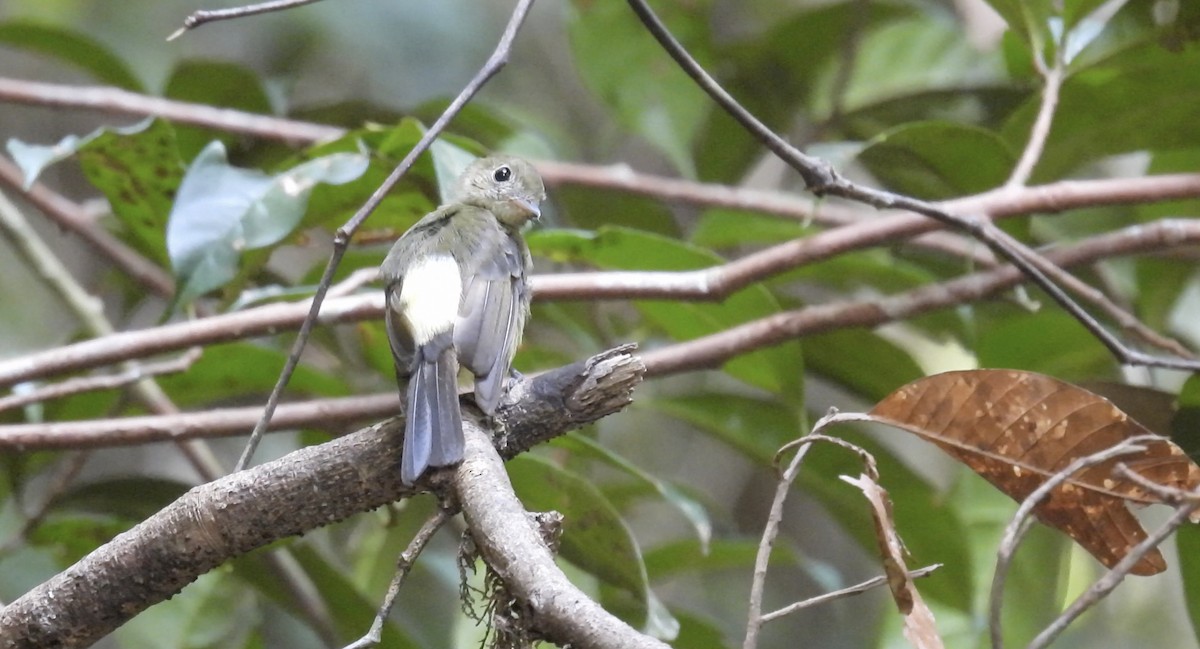 Whiskered Flycatcher (Whiskered) - ML643336647