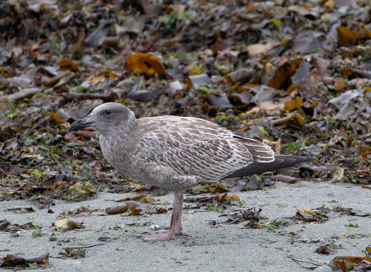 Western Gull - ML643336661