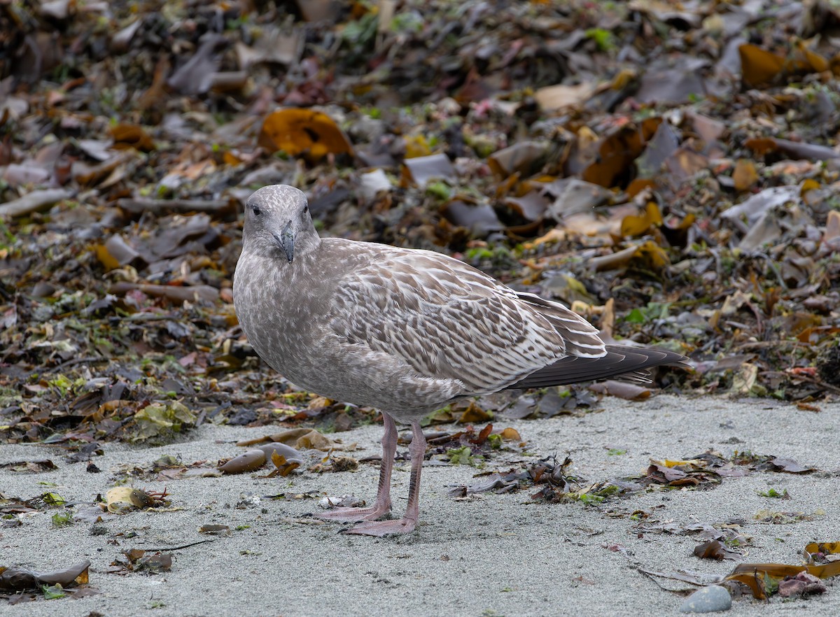 Western Gull - ML643336663