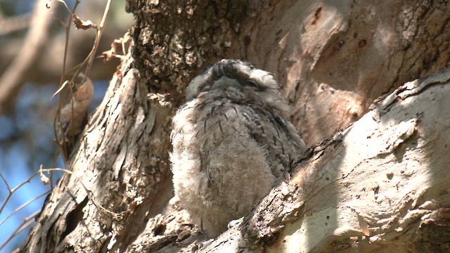 Tawny Frogmouth - ML643336666