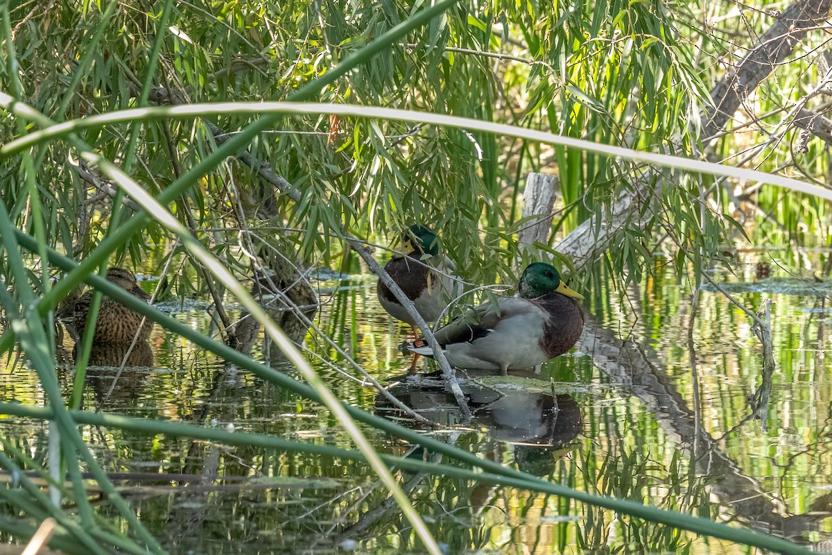 マガモ - ML643336668