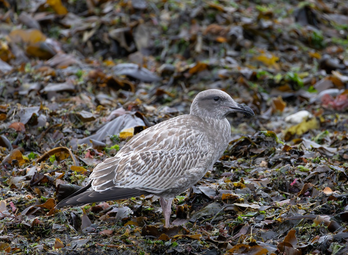 Western Gull - ML643336669