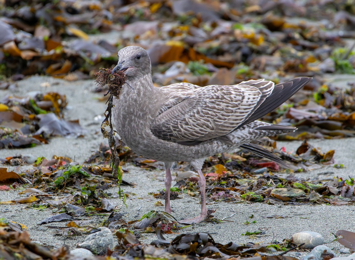 Western Gull - ML643336670