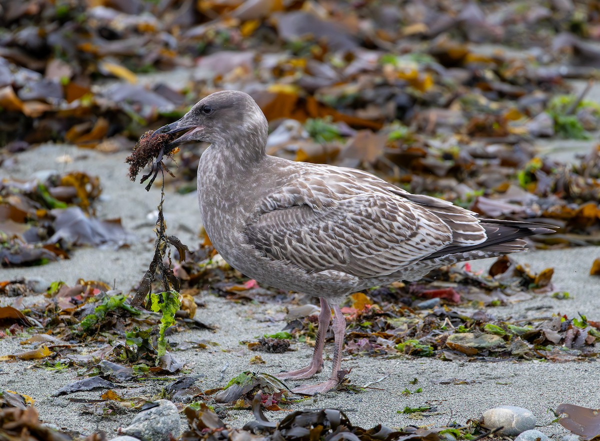 Western Gull - ML643336672
