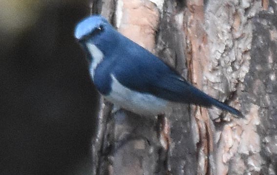 Ultramarine Flycatcher - ML643336677