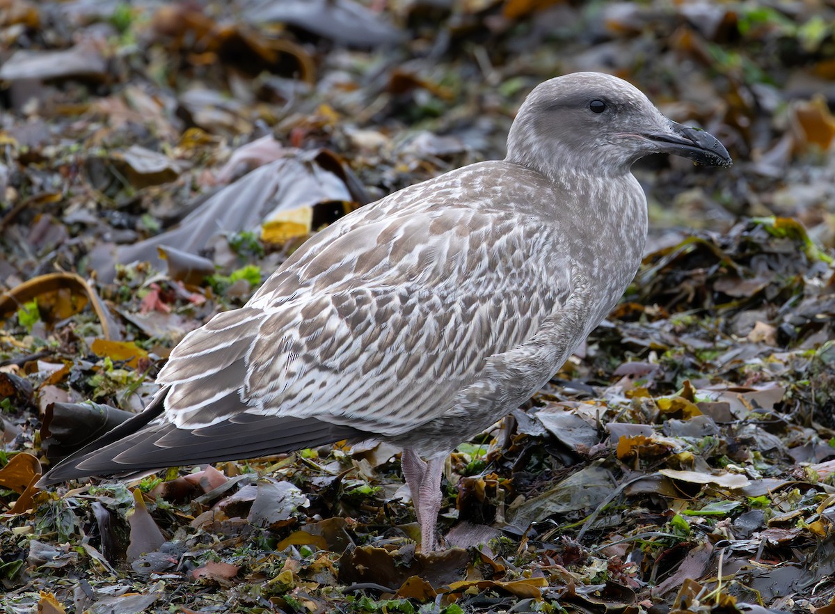 Western Gull - ML643336678