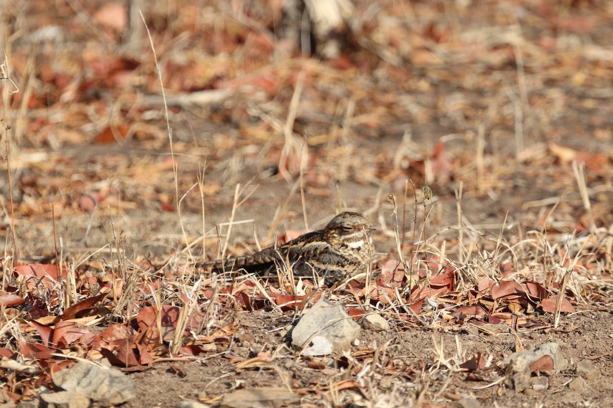 Fiery-necked Nightjar - ML643336680