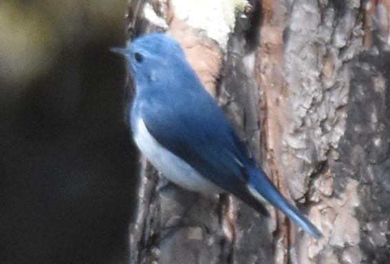Ultramarine Flycatcher - ML643336681