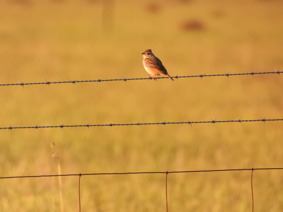 Singing Bushlark - ML643336686