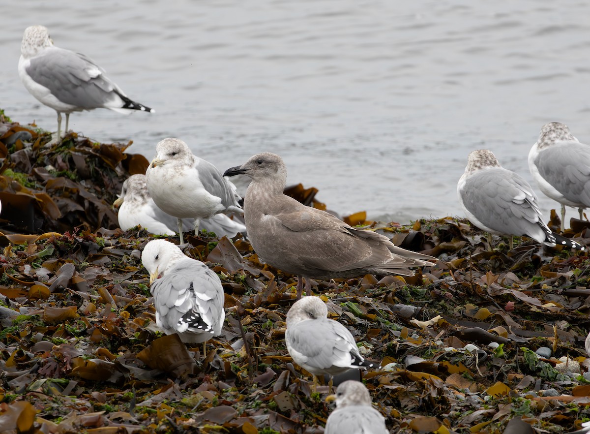 Glaucous-winged Gull - ML643336688