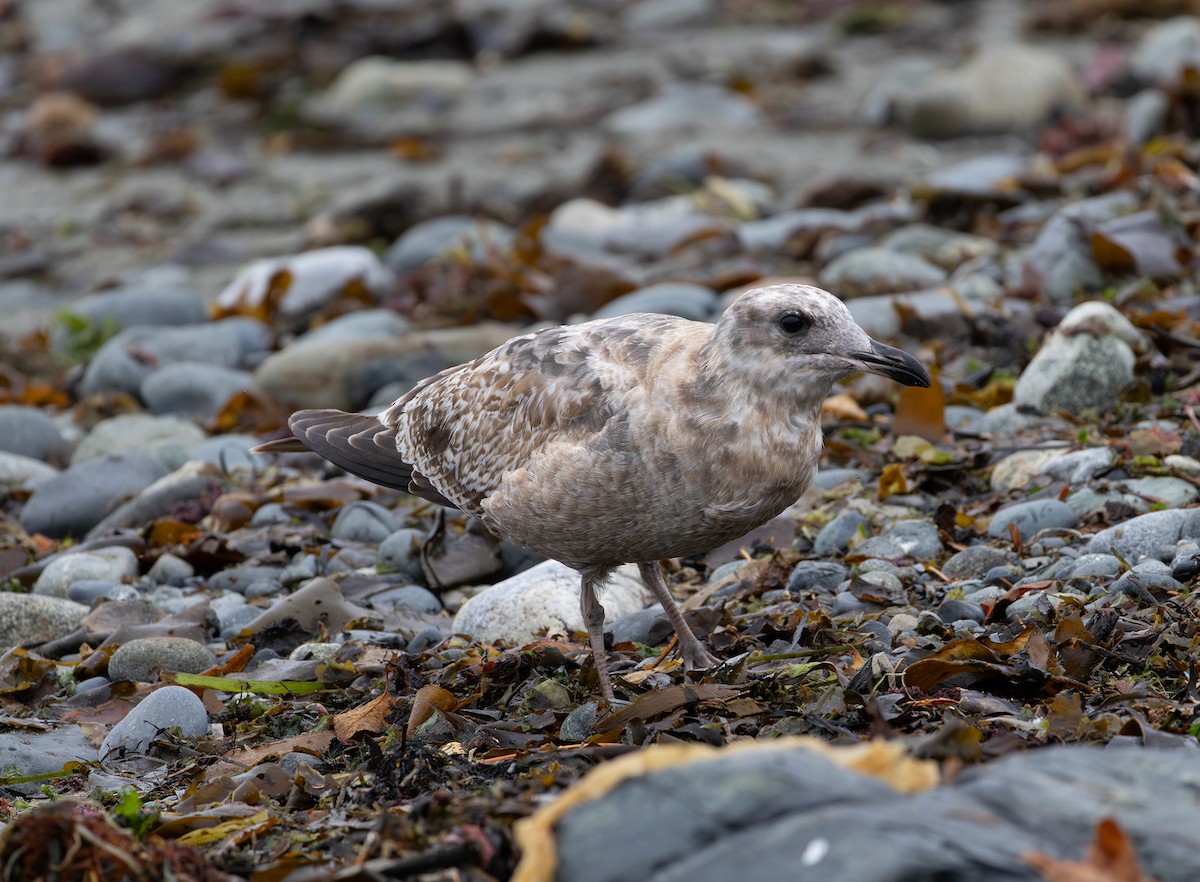 California Gull - ML643336690