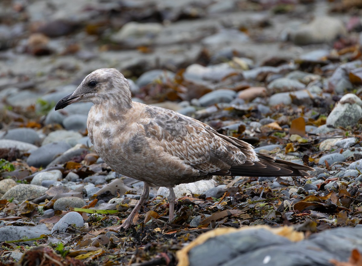 California Gull - ML643336691