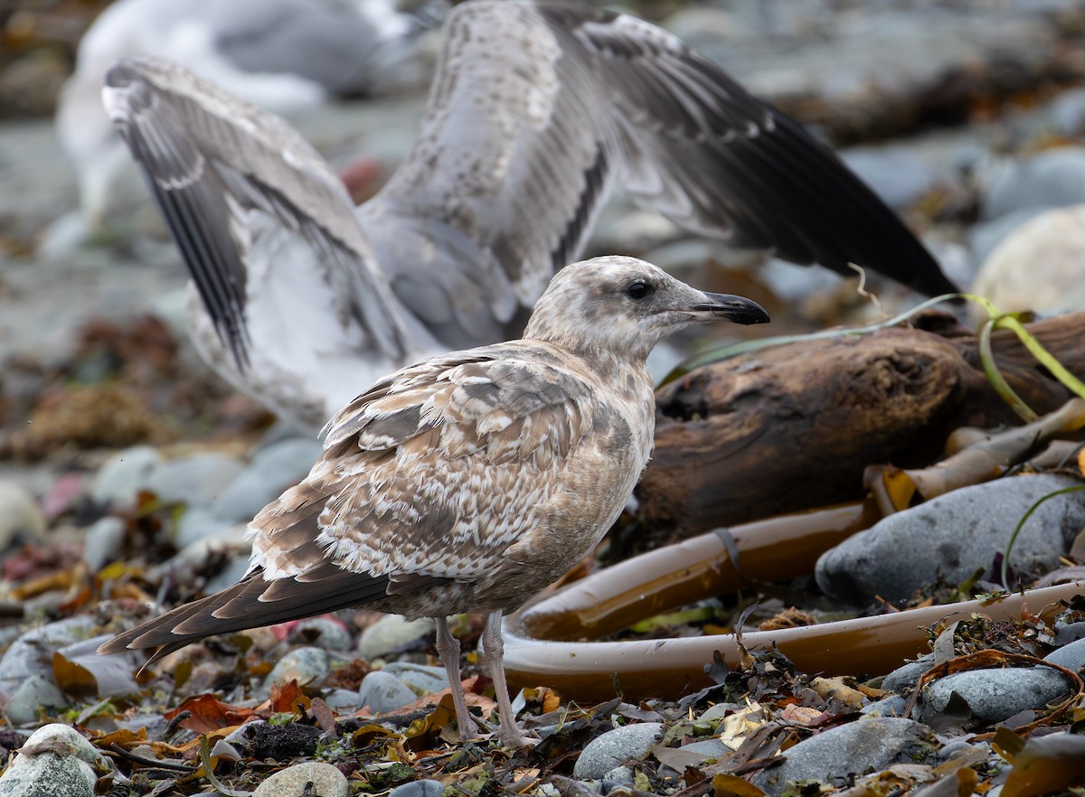 California Gull - ML643336693