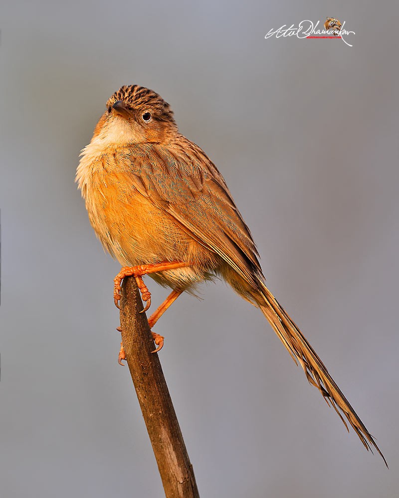 Common Babbler - ML643336694