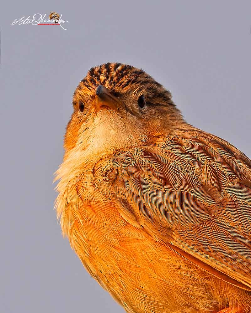 Common Babbler - ML643336695