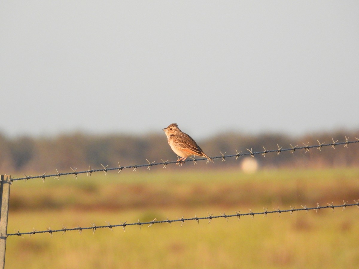 Singing Bushlark - ML643336696